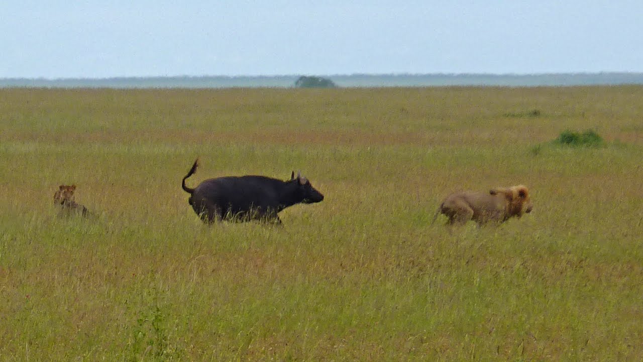 Tanzania - Serengeti - fight Buffalos vs. Lions
