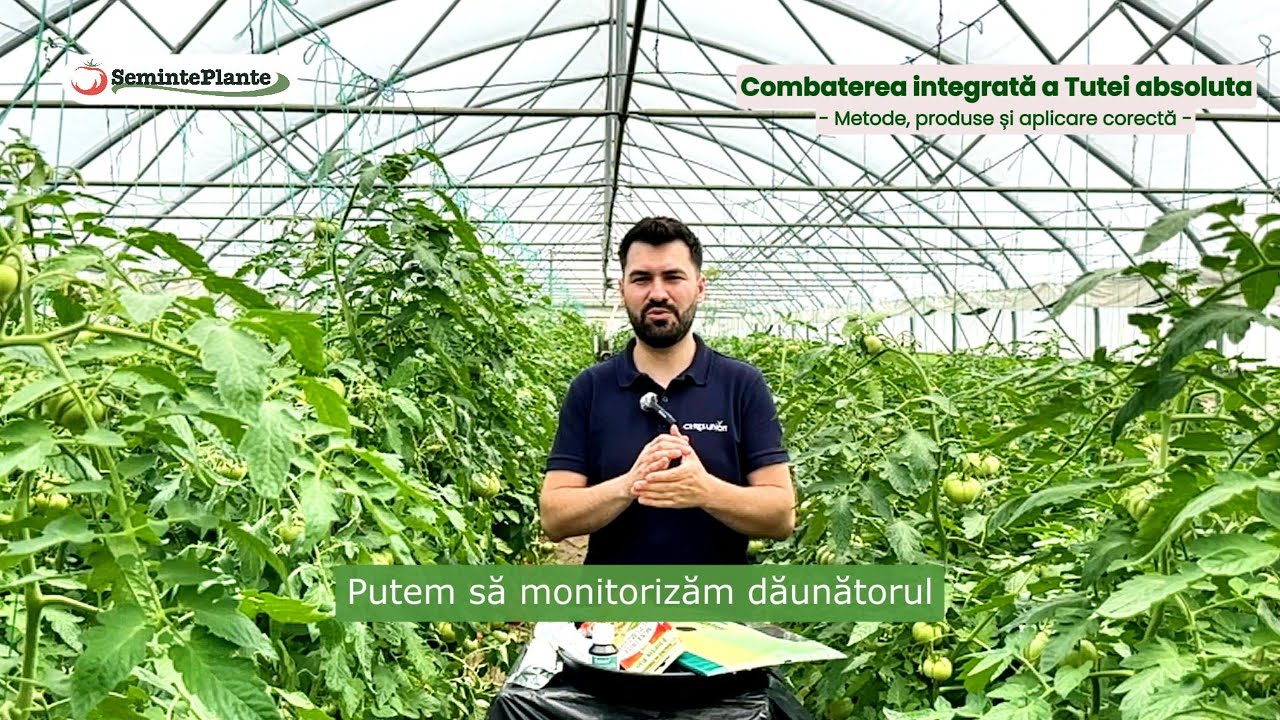 Combaterea integrată a Tutei absoluta: metode, produse și aplicare corectă
