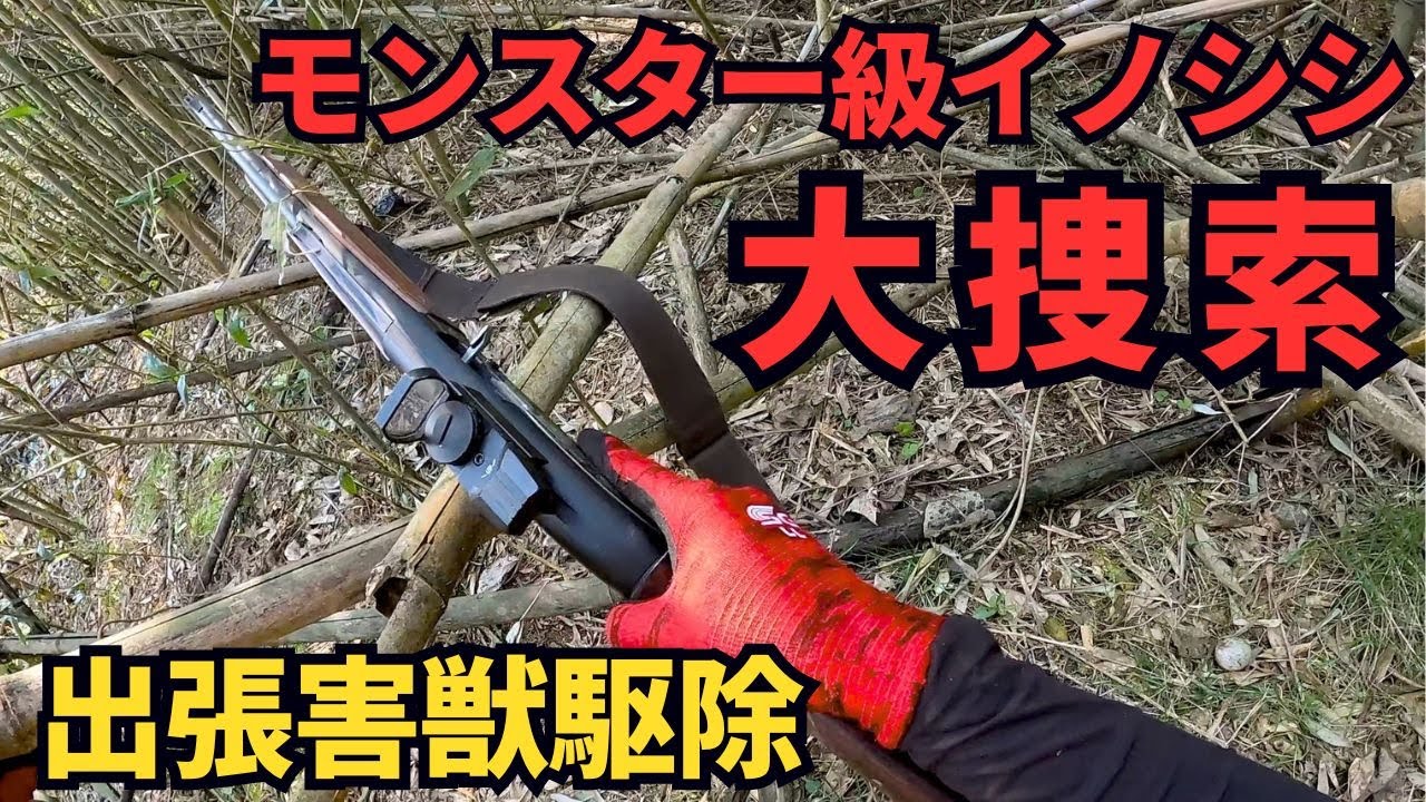 【出張害獣駆除】筑豊クラフトのホップ畑を荒らすイノシシ！猟犬ブッチャーと山に入ったらモンスター級の痕跡を発見！　@就農チャレンジ「筑豊くらふと」チャンネル
