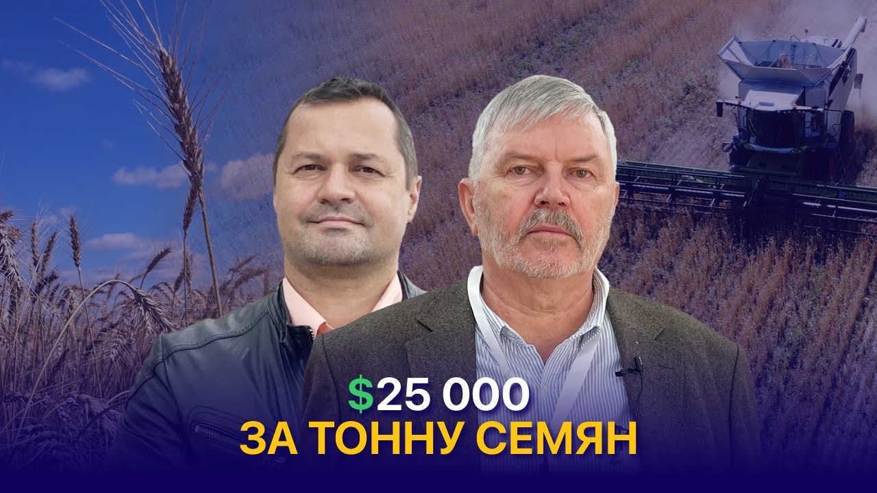 Многолетняя пшеница в Казахстане: селекция, норма высева и первые урожаи — Моргунов