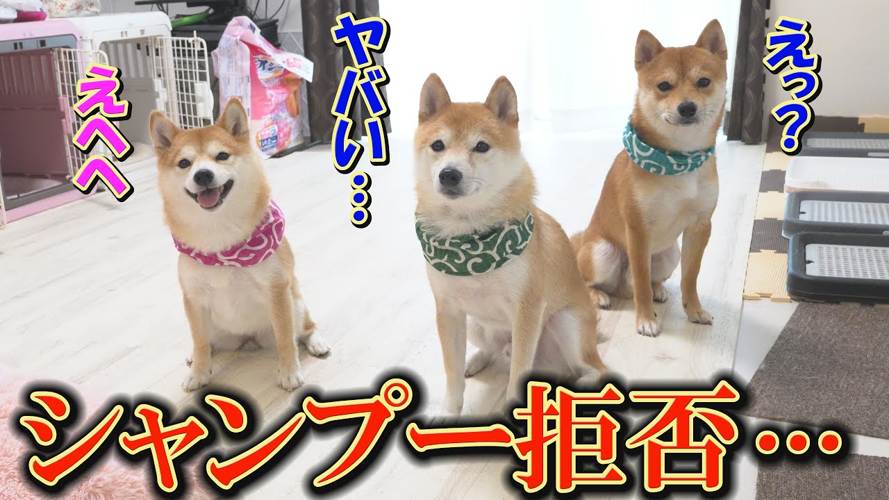 シャンプーの準備が始まると、飼い主に悟られないように静かに逃亡する柴犬達・・・