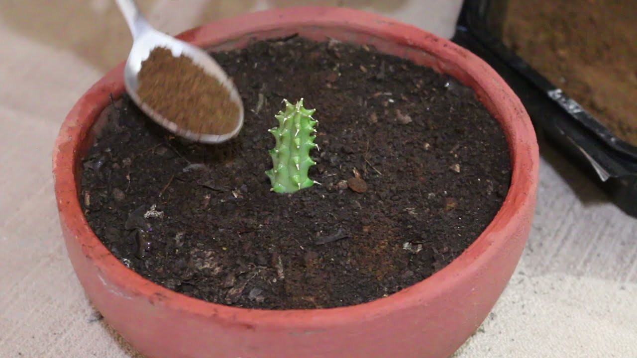 Maneras de utilizar los residuos de Café en las plantas / Beneficios / Fertilizante. liclonny