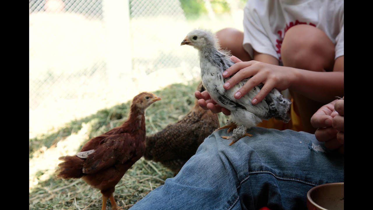 Backyard Chickens 101
