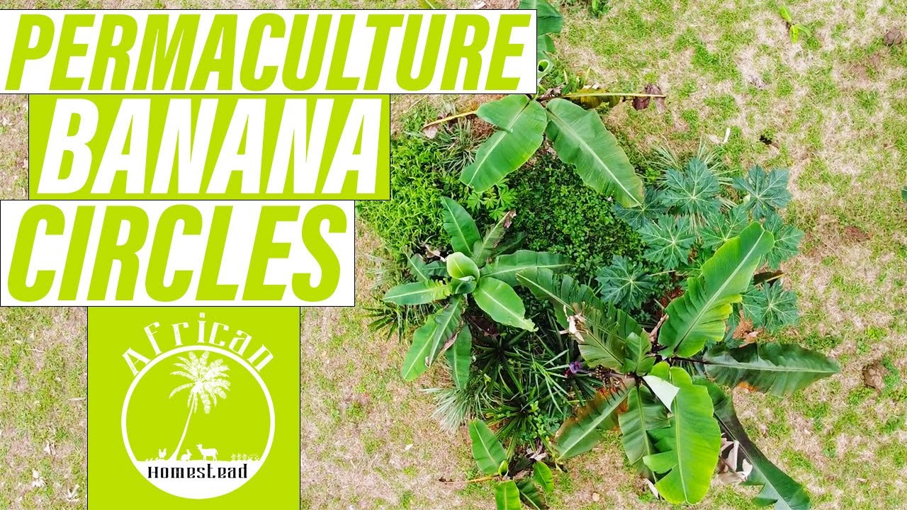 Permaculture Banana Circles 101 - Tips and Tricks