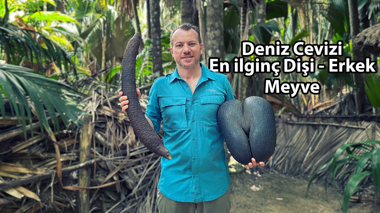 Dünyanın En İlginç Dişi ve Erkek Meyvesi - Seyşeller Gezimizden