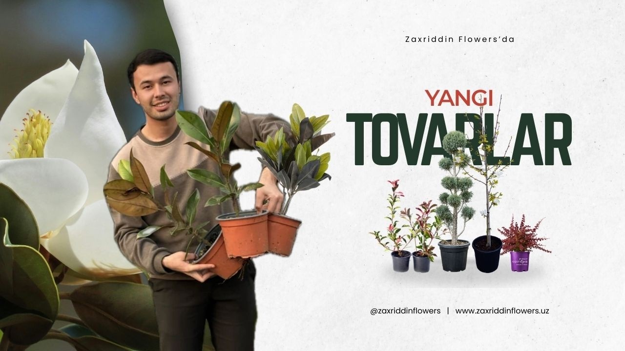 Zaxriddin Flowers’da yangi tovarlar | 2026 yilgi narxlari
