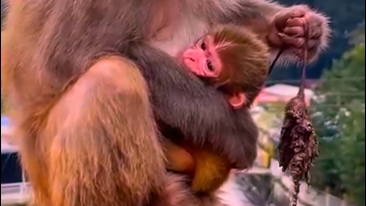 Oh my God! The baby monkey’s umbilical cord is dry and shriveled but hasn’t fallen off yet.