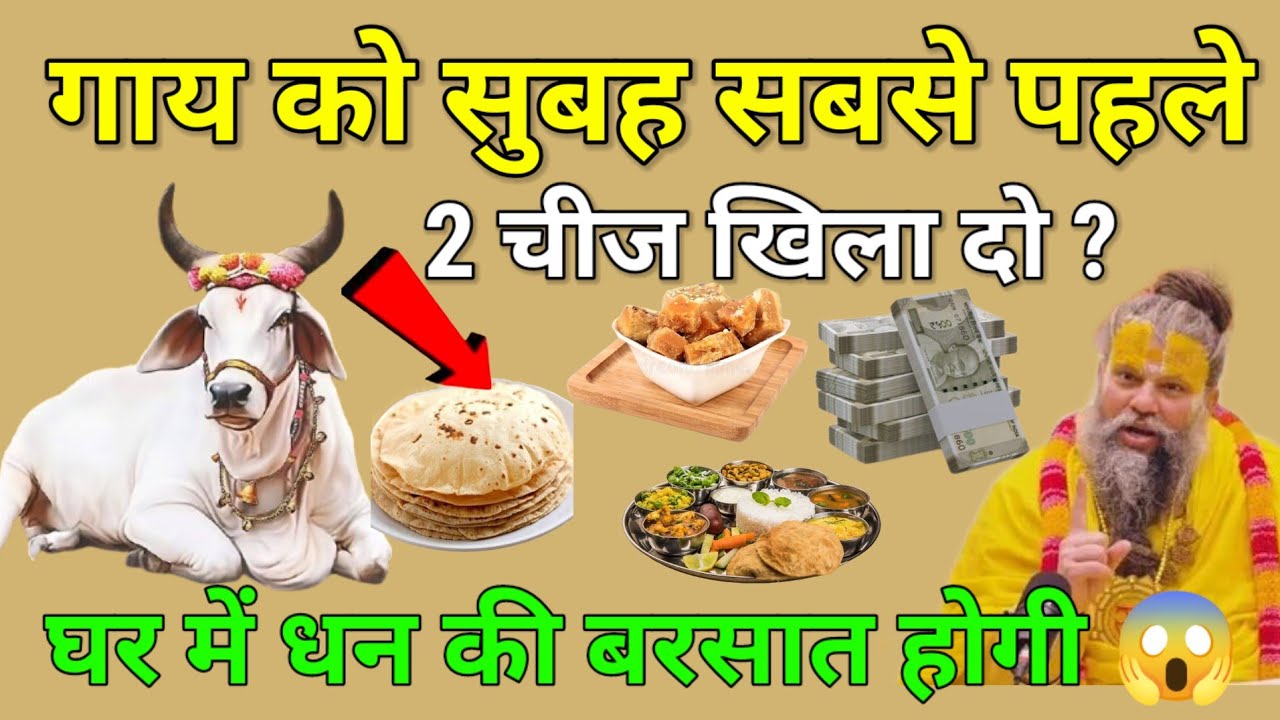 सुबह की पहली रोटी गाय को दो, लक्ष्मी खुद चलकर आएंगी।गाय माता की सेवा से खुलेगा सौभाग्य का द्वार 2025