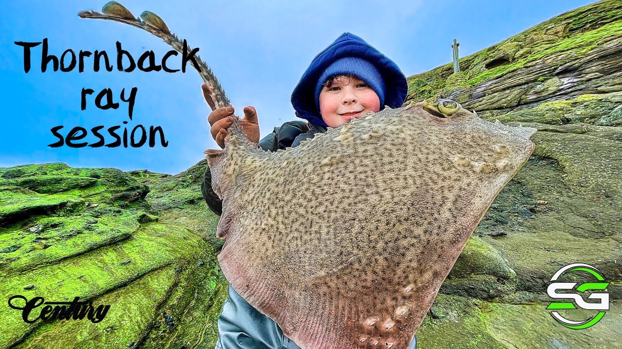 Huge Thornback rays Southwest Scotland Balcary