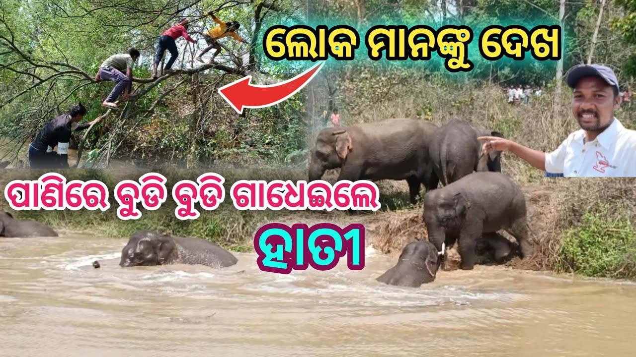 Panire Budi Budi Gadheile Hathi//Junglee Hathi//Bandia Star Vlogs//New Vlog