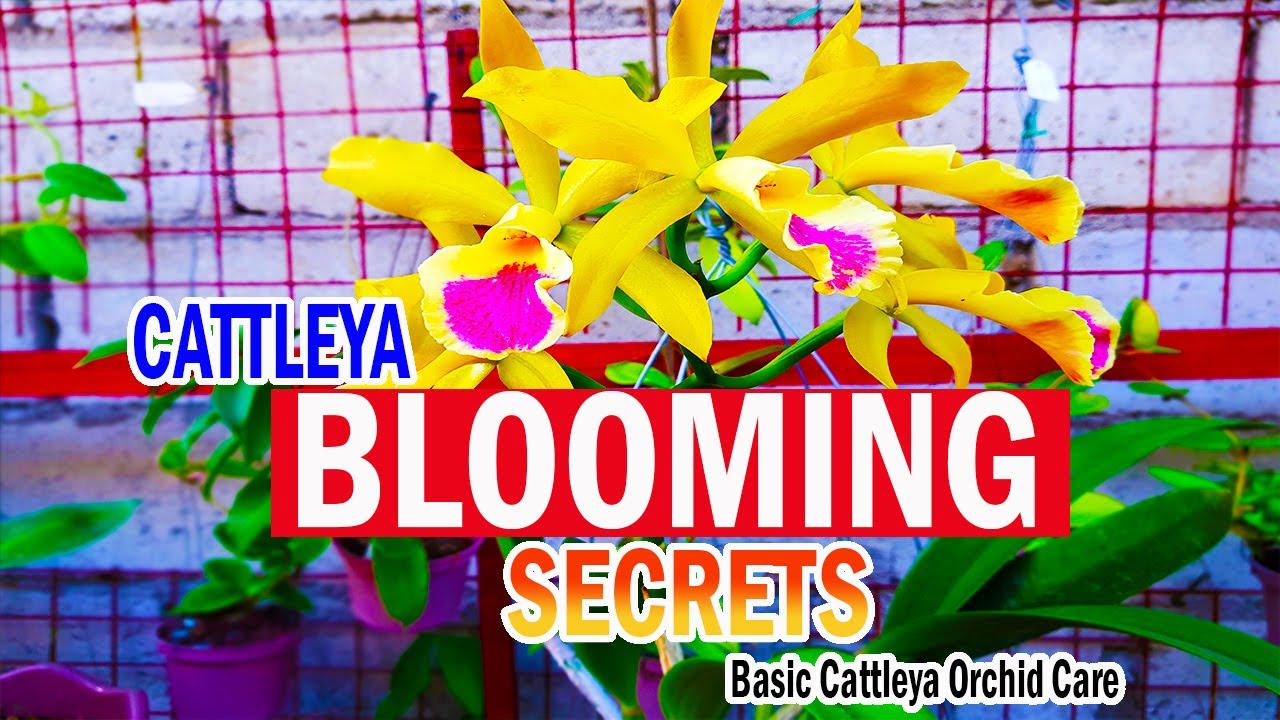 SECRETS on BLOOMING CATTLEYA | Cattleya Orchid Care