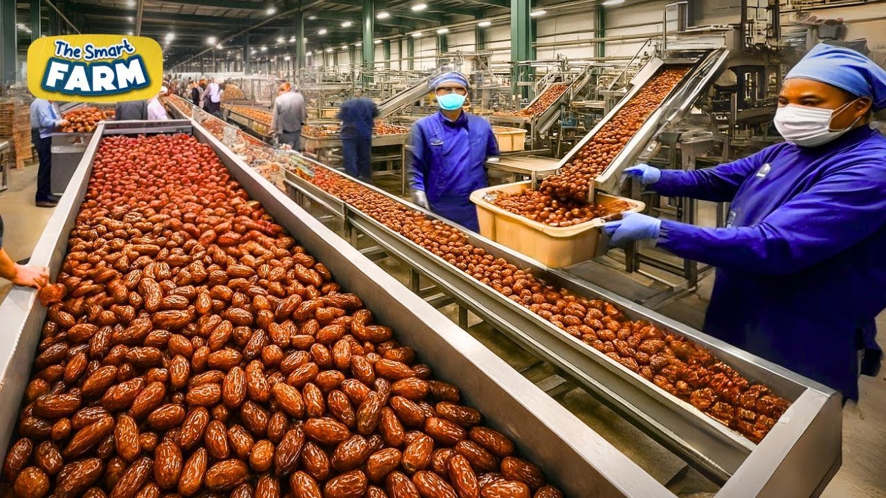 Inside MASSIVE Medjool Date Factories That Process Tons of POUNDS Per Tree!
