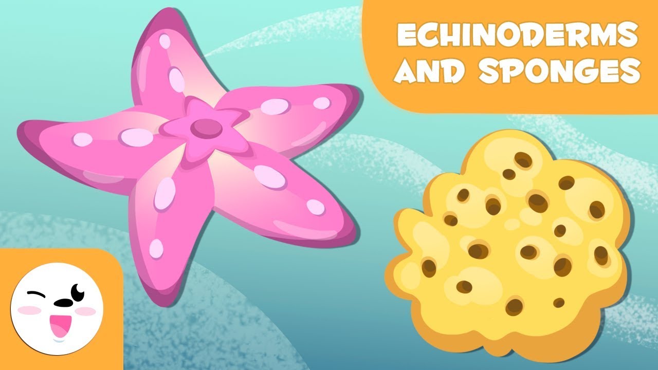 Echinoderms and sponges for kids - Invertebrate animals - Natural Science for kids