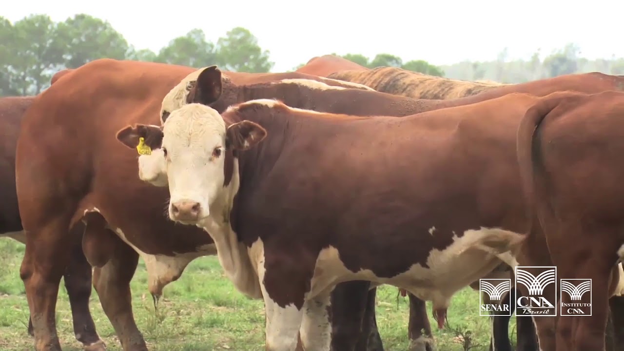 Agro Forte Brasil Forte - Criminalidade no Campo