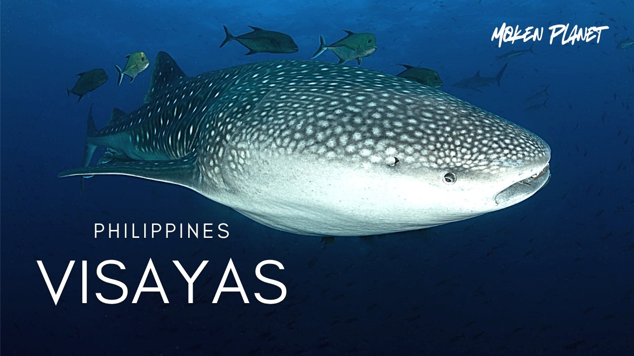 THE VISAYAS THRIVING REEFS ︱PHILIPPINES ︱WORLD CLASS SCUBA DIVING ︱4K HDR VIDEO