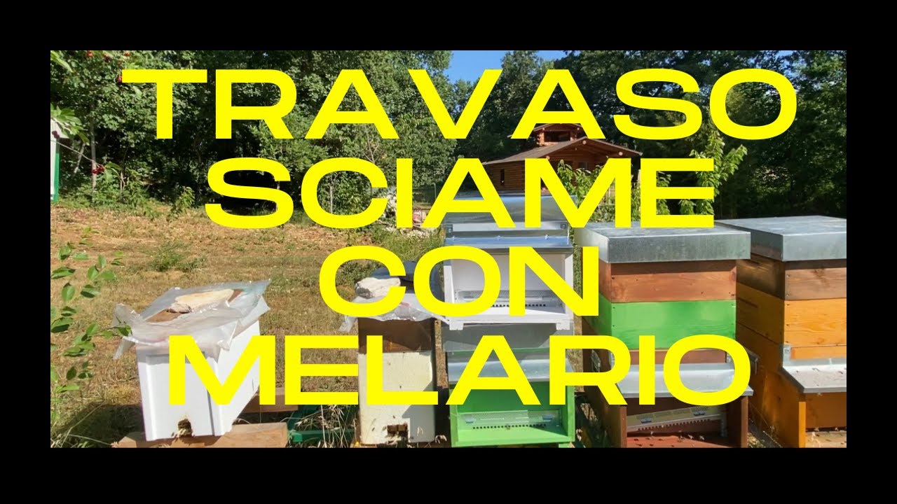 Apicoltura : Travaso sciame con melario nell'arnia