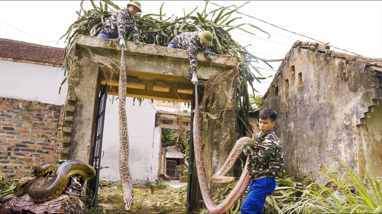 HORRIFIED to discover a giant python while cleaning cactus bushes high above.How to handle python