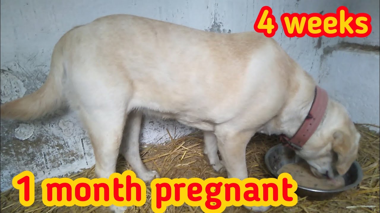 1 month pregnant labrador || False pregnancy !!!