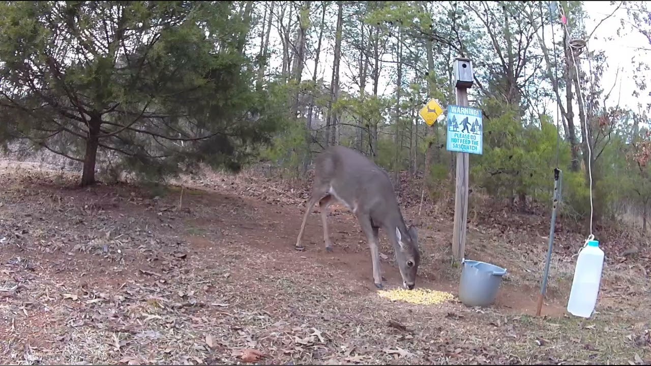 Possum, black cat, deer, rooster, and much more.2/16,26.￼￼￼