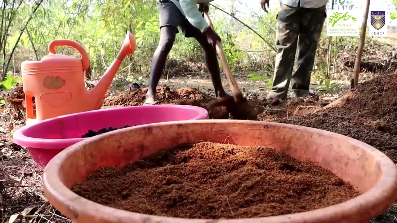 2  Nursery practices & propagation of bamboo Bengali