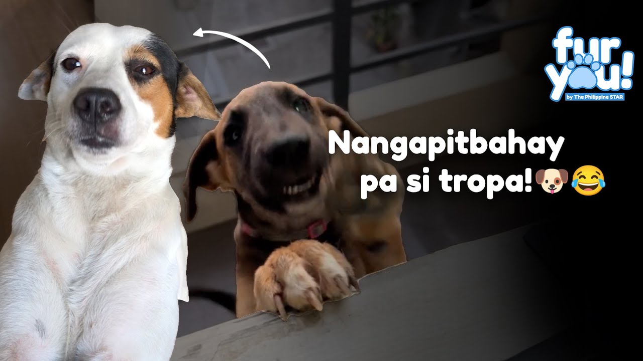 Welcome ang mga tropang aso sa bahay ng friendly aspin na ito!