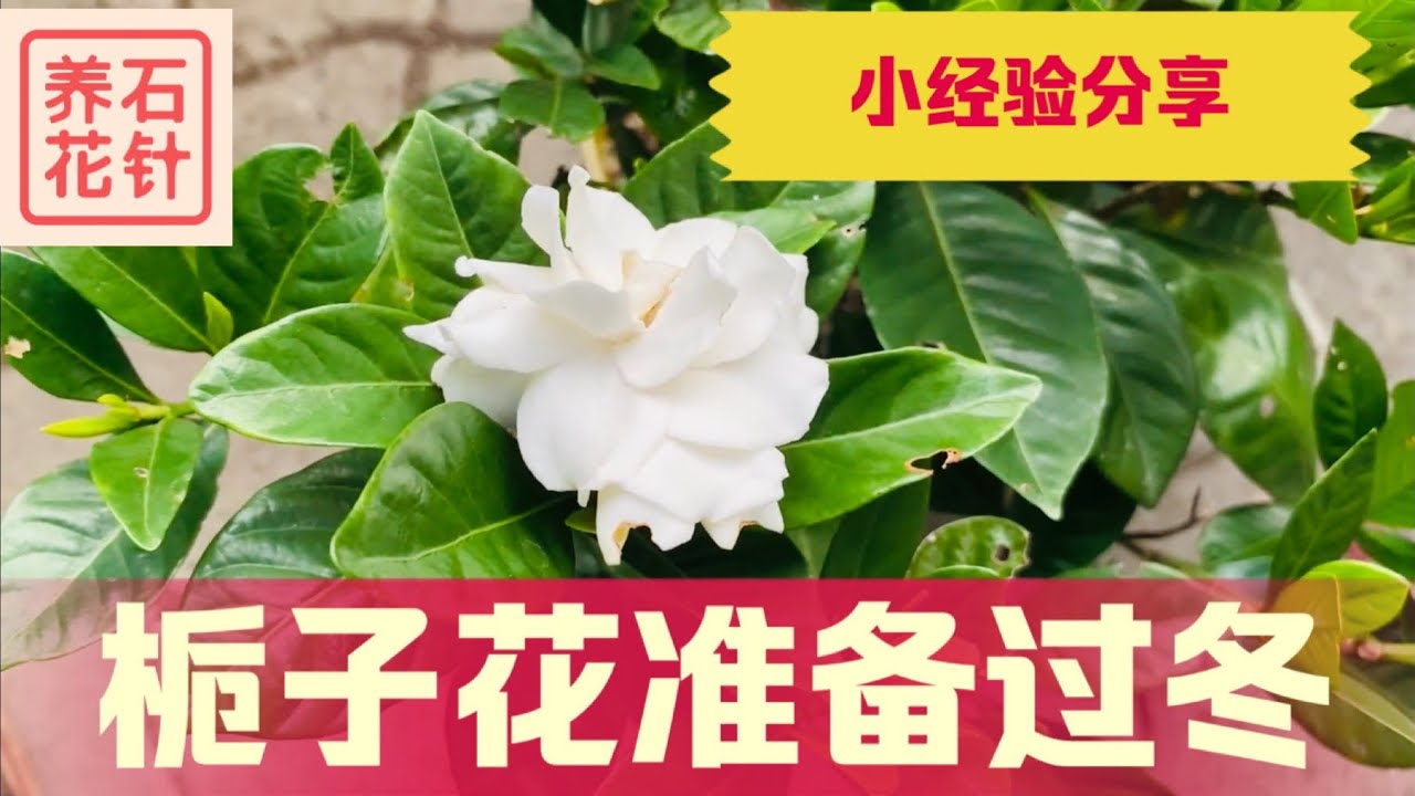 栀子花准备过冬 - 也分享养护、开花经验