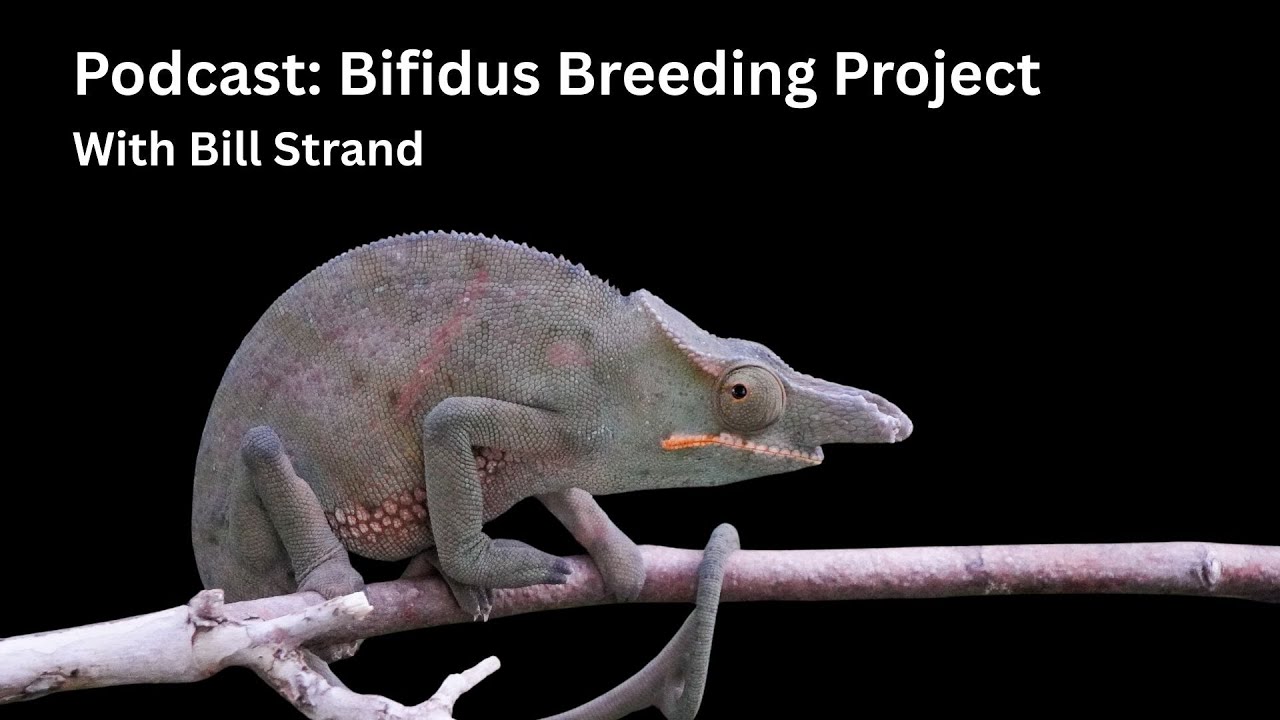 A Rare Chameleon Breeding Program!