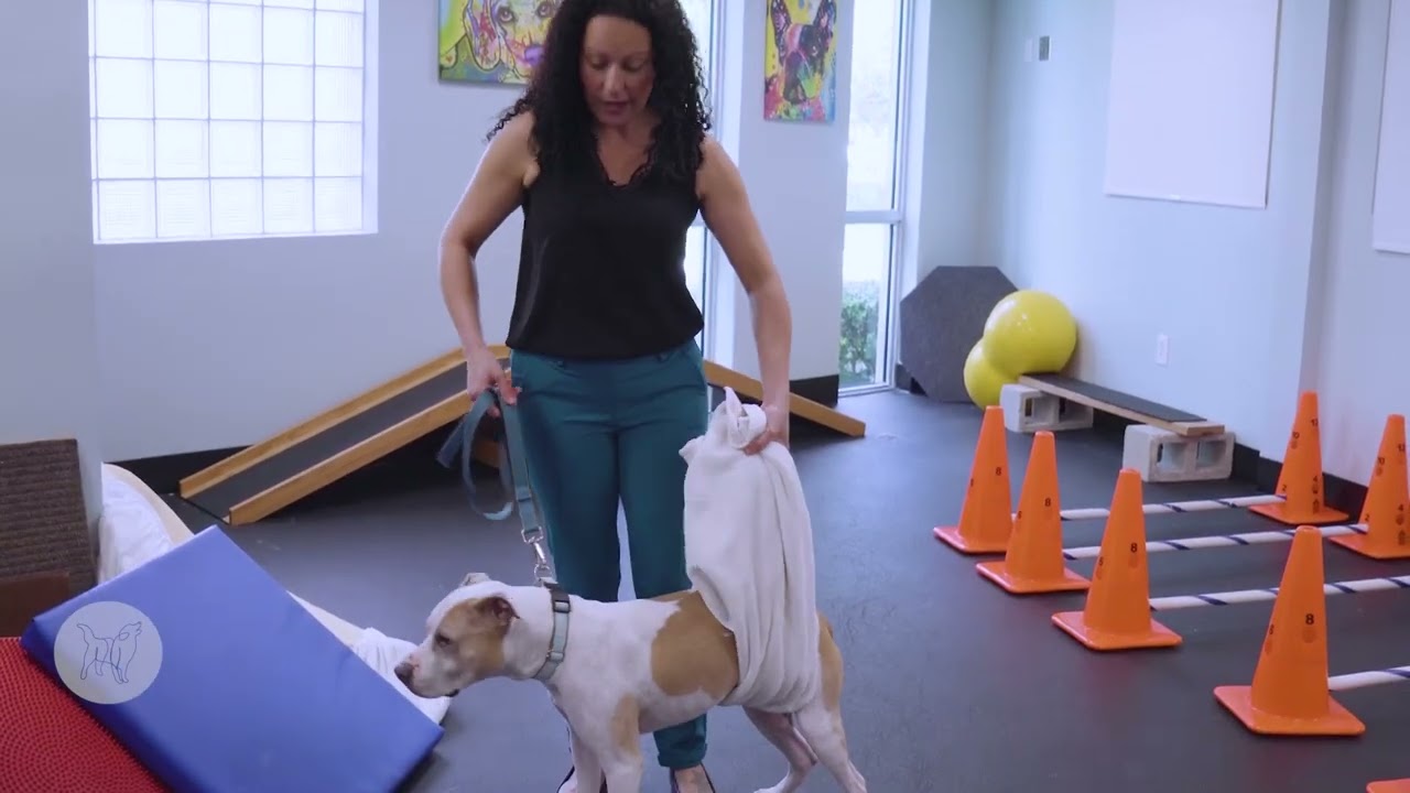 Side Stepping for Coordination and Hind End Strength for dogs with GOLPP or other hind end issues