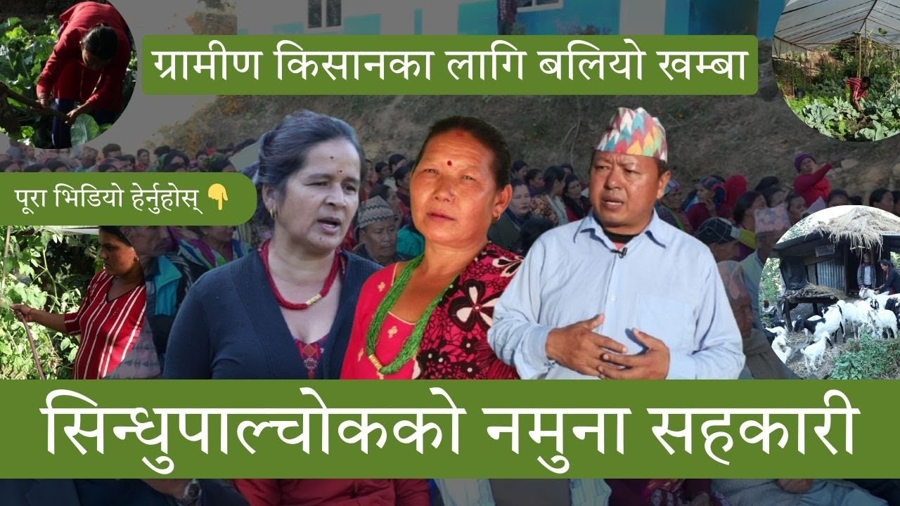 सिन्धुपाल्चोकको नमुना सहकारी - ग्रामीण किसानका लागि बलियो खम्बा | Cooperative for Farmers