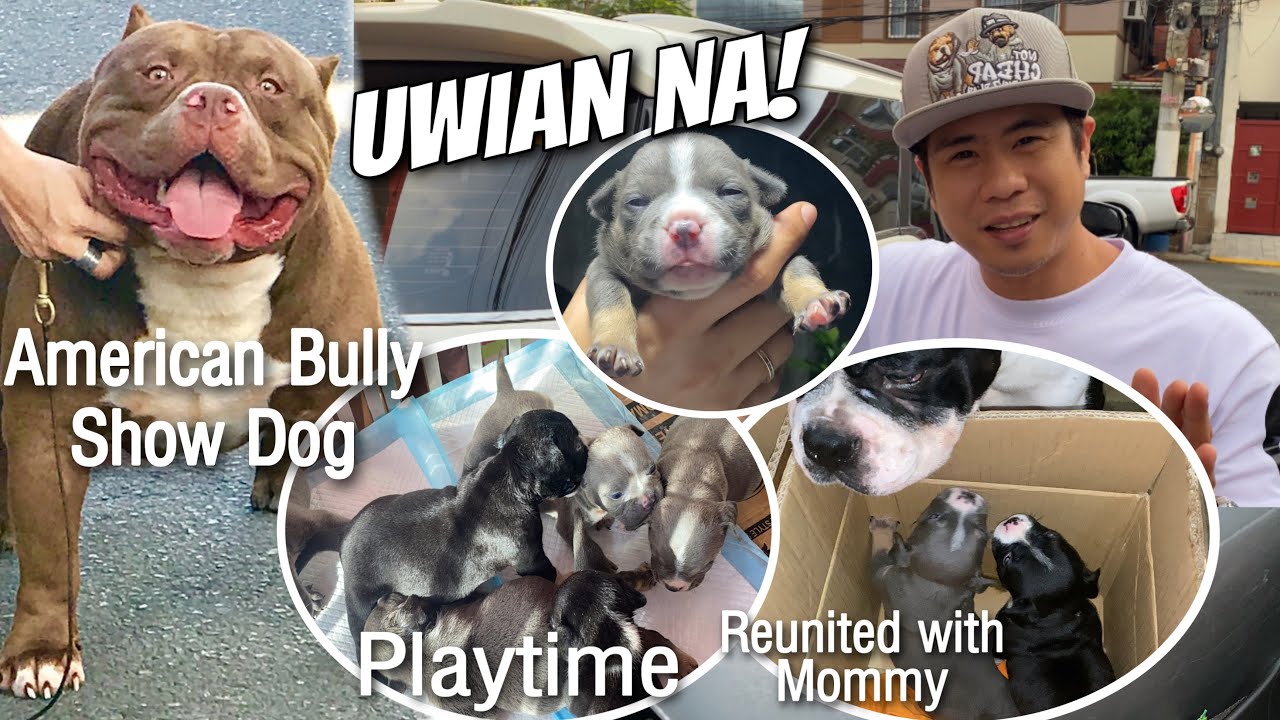 BRINGING HOME THE PUPPY NUGGETS &bull; MEETING AMERICAN BULLY COFFEE BEAN &bull; Sam Walastik