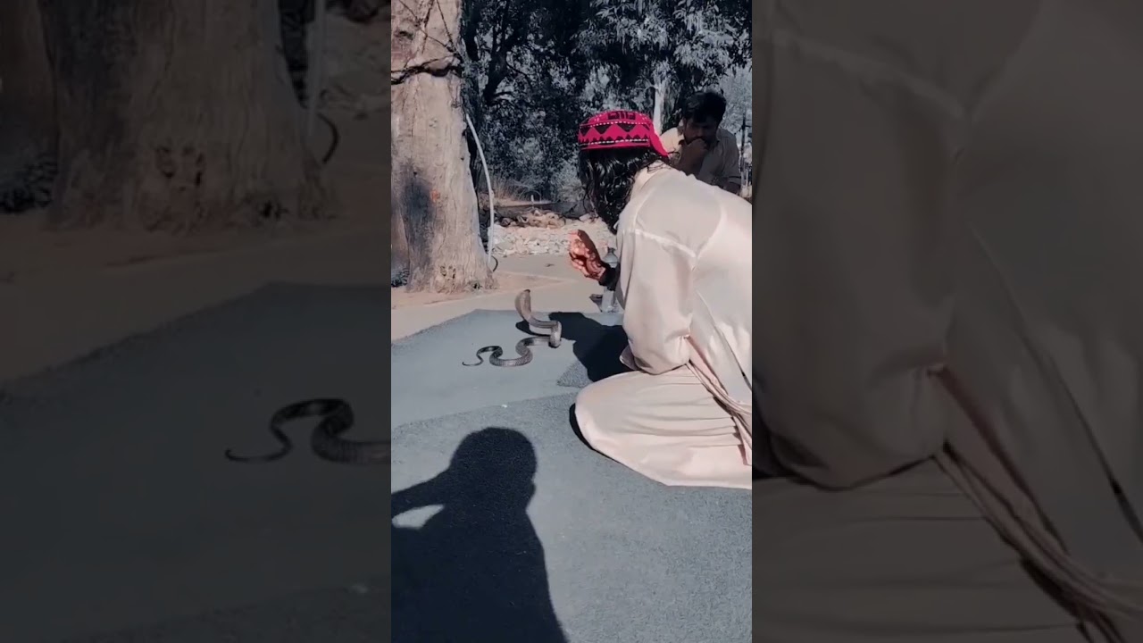 #snakeattack #attack #snakepower #snakesworld #snake #viralvideo #bigsnake #snakeeagle #shahidsnakes