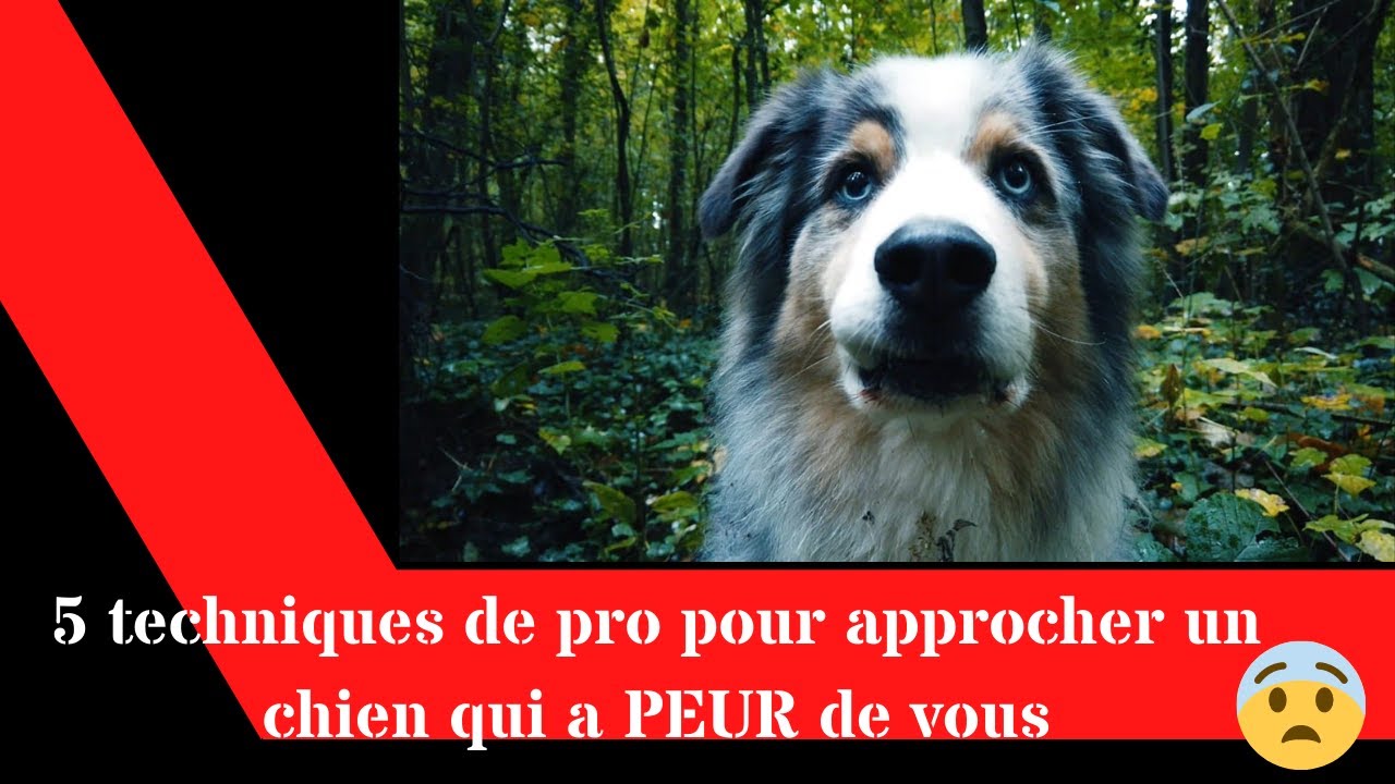 5 techniques de pro pour approcher un chien qui a peur de vous!