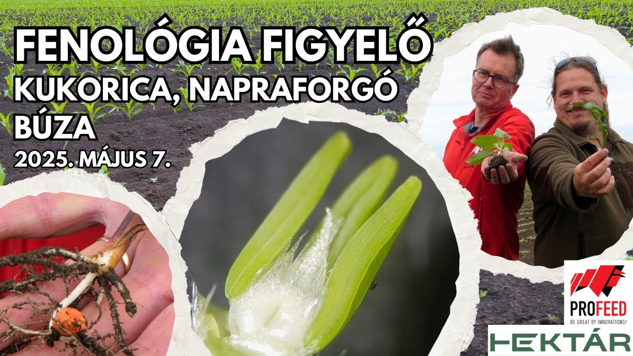 Javítható még a búza minősége? Mikor káros a kukoricára a gyomirtás? Hány leveles a napraforgó?