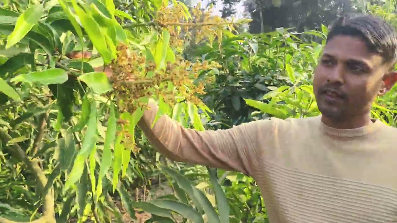 Bari 11 mango flowering and fruit start original plants available 🤙 8167755310