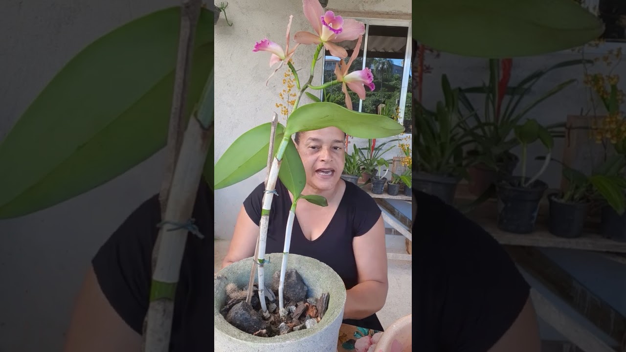 Plantando a minha cattleya tigrina
