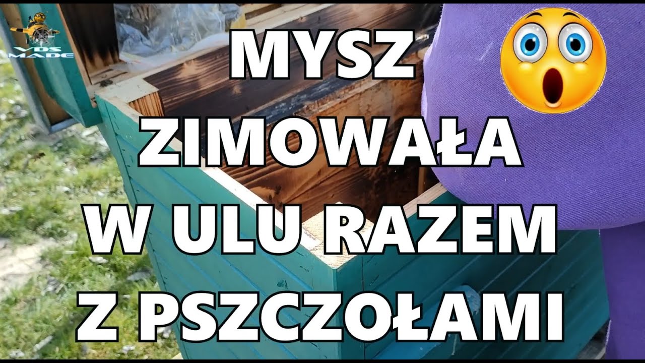 Ciekawostki o pszczołach🐝12# Mysz zimująca w ulu razem z pszczołami