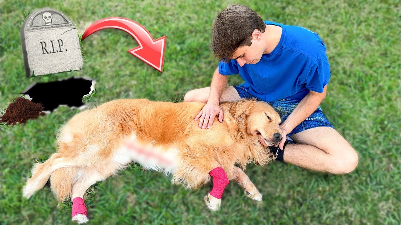 COYOTES ATTACKED My NEIGHBORS DOG !