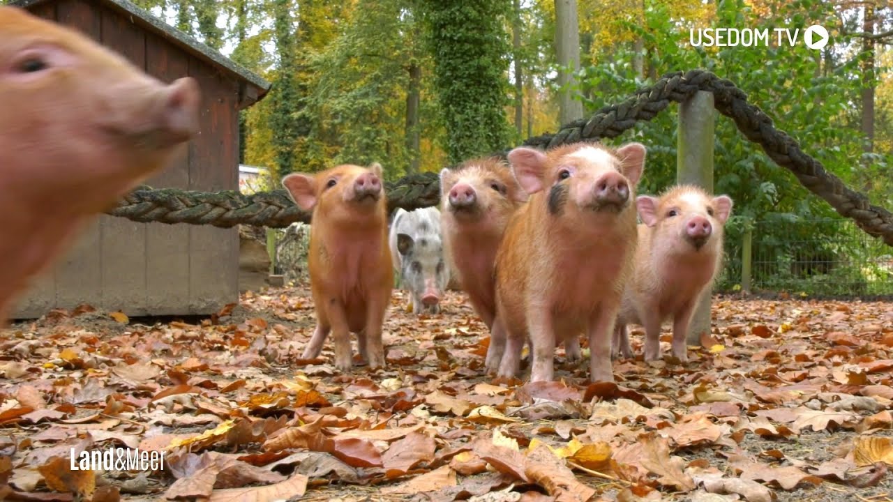 Nachwuchs bei Minischweinen