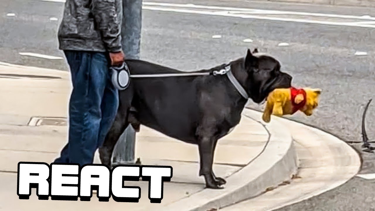 React: When You Need a Dog for Protection But Get a Comedian