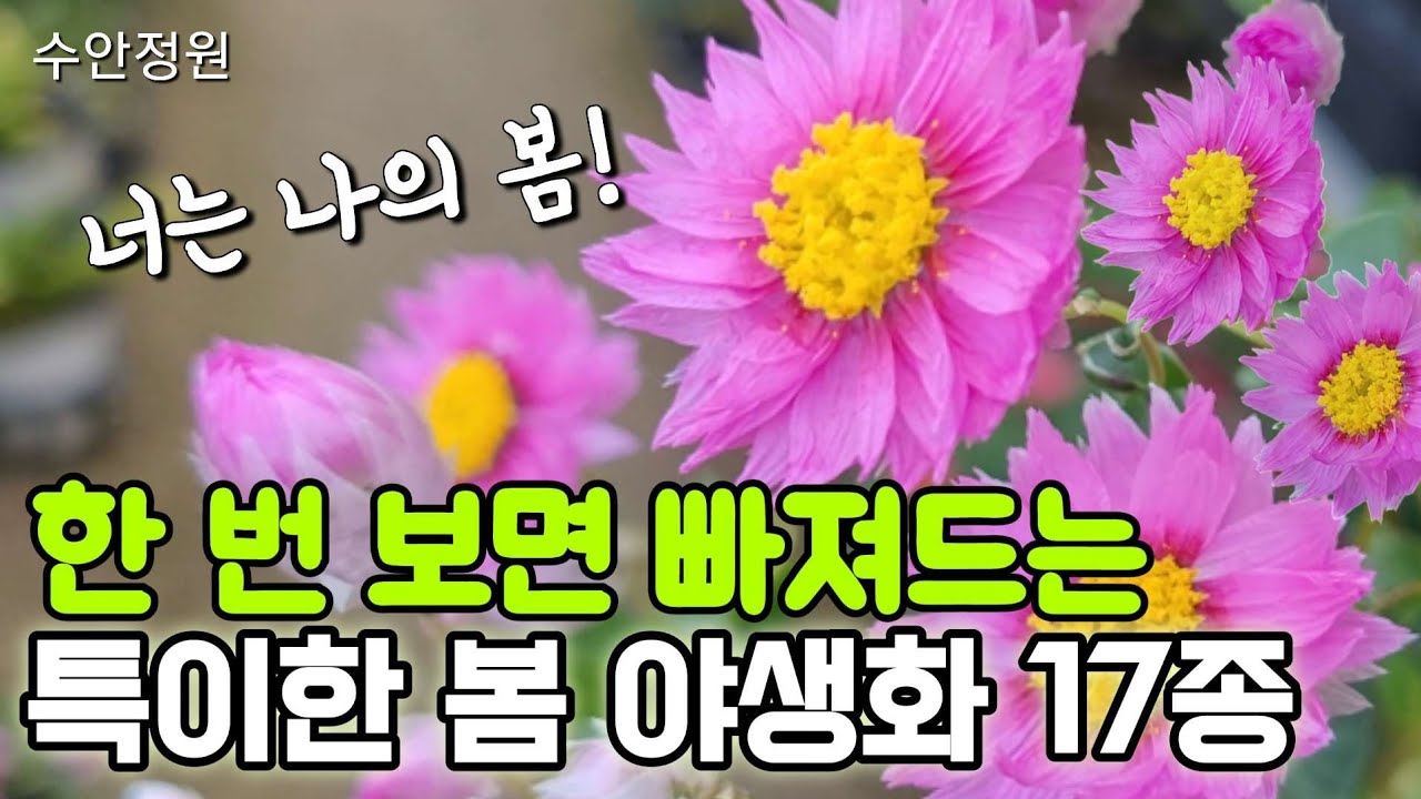 😳자꾸만 눈이 가는/이상하게 매력적인 봄야생화🌺키우기 팁! #수안정원 에서 만나보세요