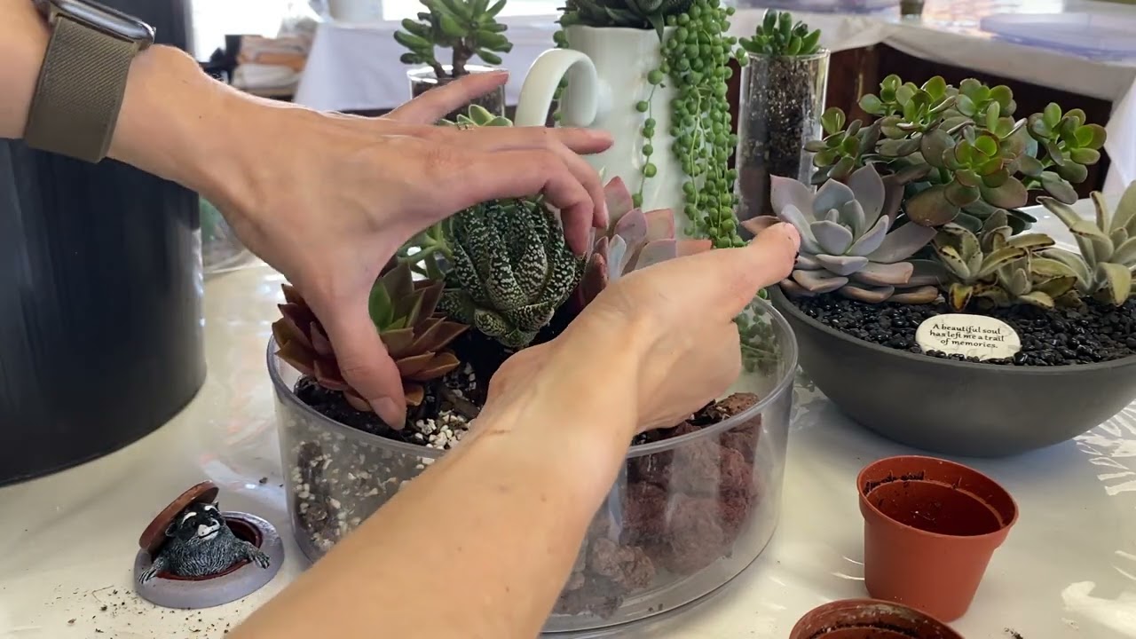 Designing and watering a succulent arrangement with functional decorative toppings and no drainage 