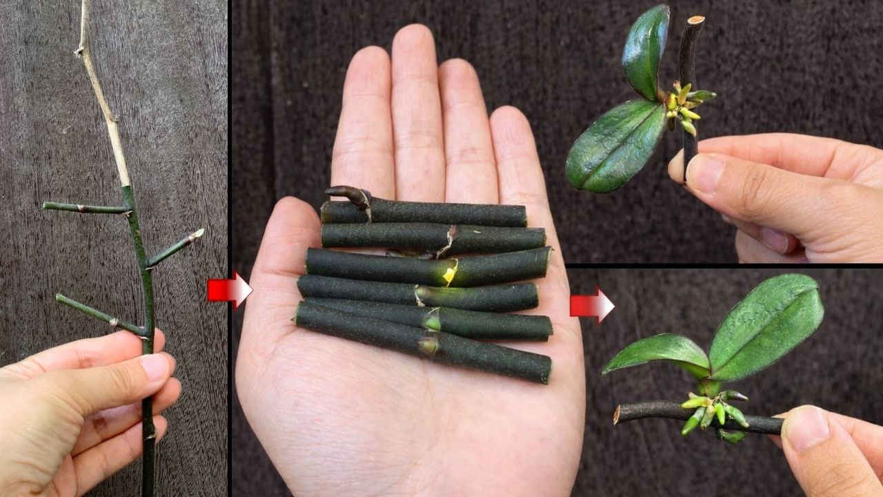 How to Propagate Orchids from a Flower Spike (3-Month Results)