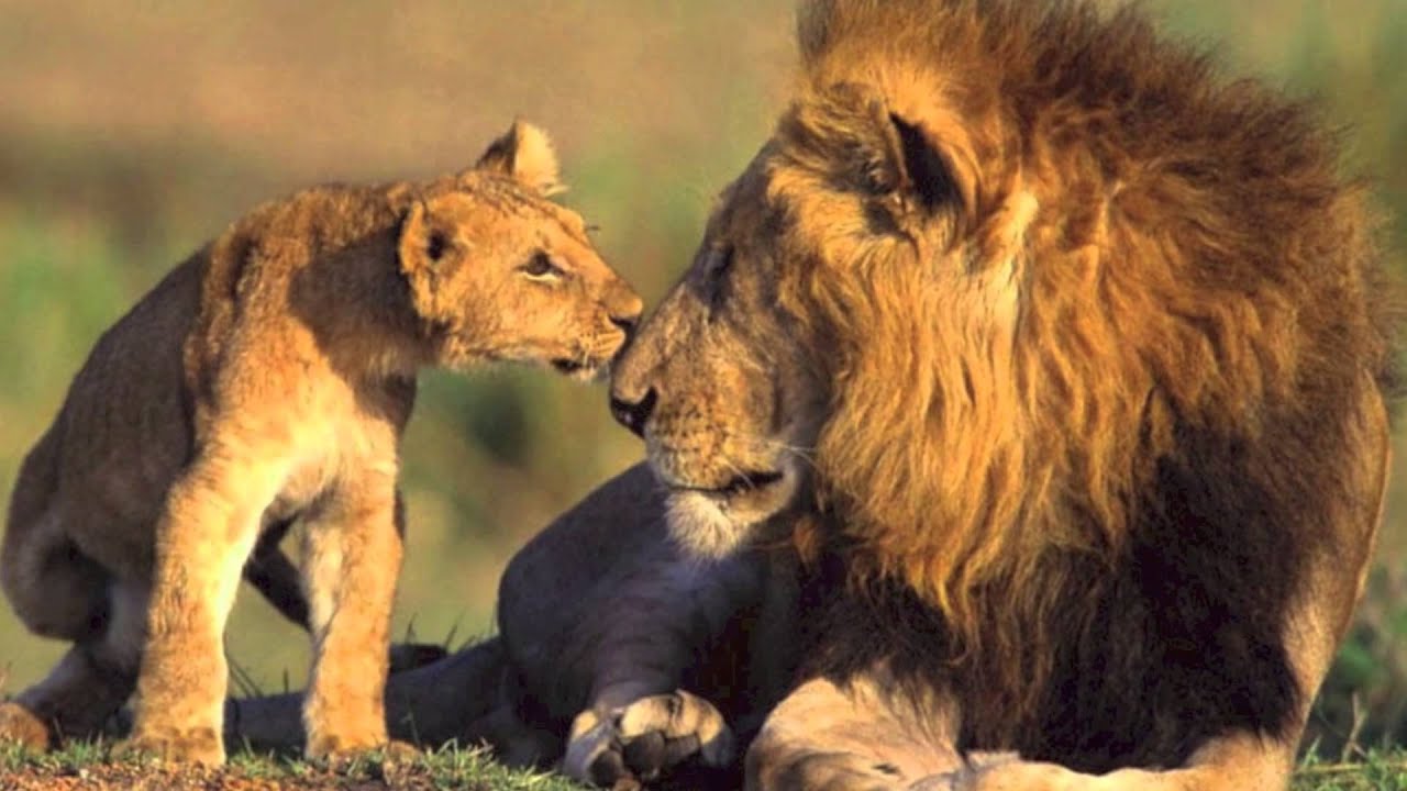 Tribute To Cecil The Lion HD