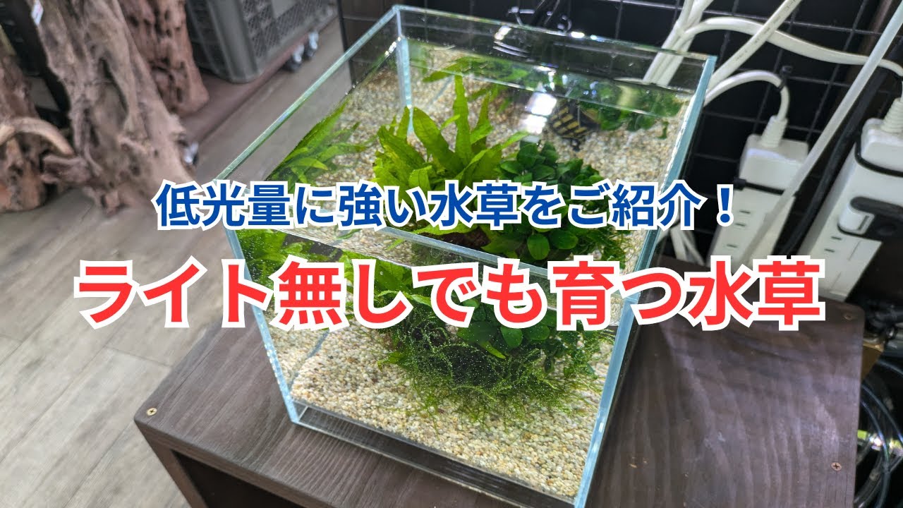 【ライト無しでも育つ】低光量に強い水草をご紹介！