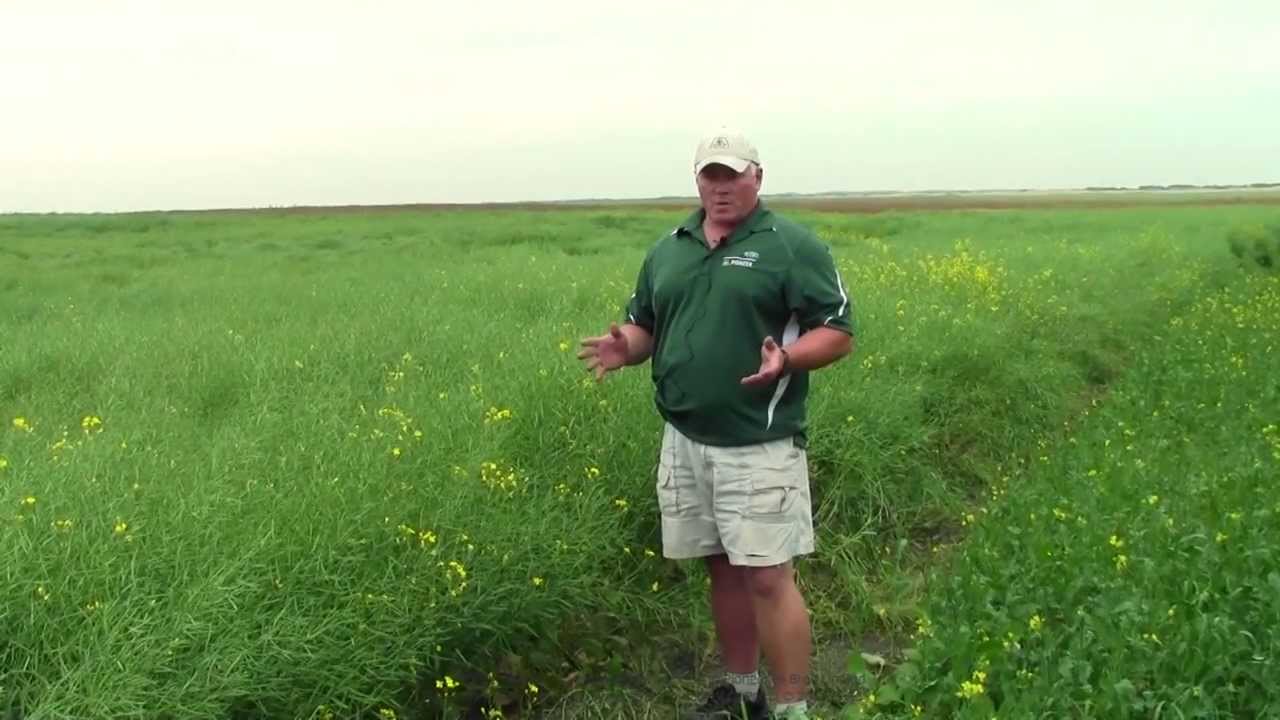 Bertha Armyworm Larva Scouting