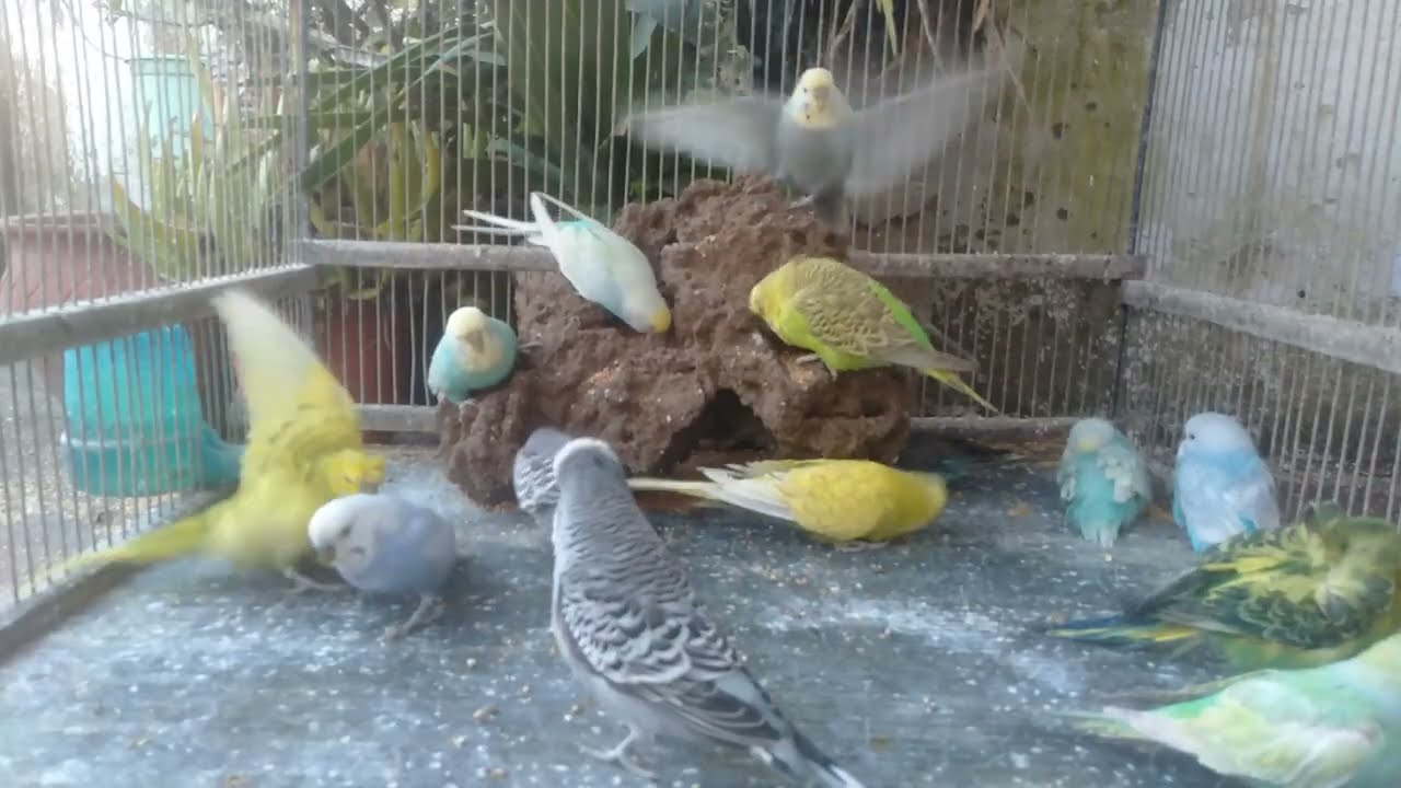 見てるだけで癒される 🐦セキセイインコの楽しい毎日