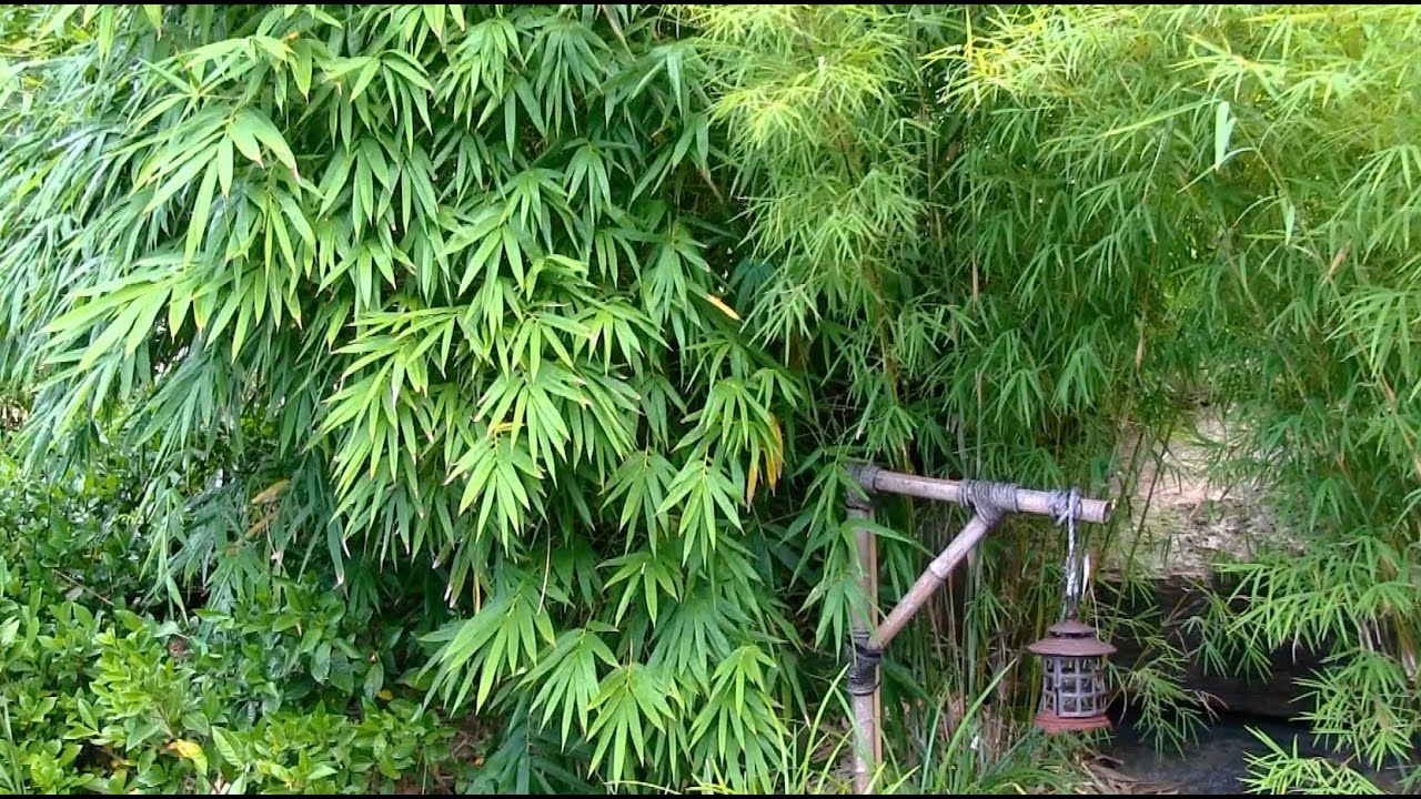 How To Grow A Bamboo Hedge