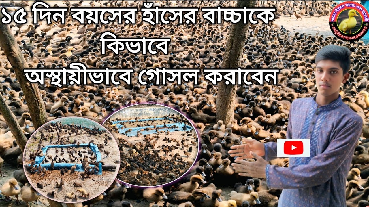 ১৫দিন বয়সের হাঁসের বাচ্চাকে কিভাবে অস্থায়ীভাবে গোসল করাবেন।#duck farm#duck business#duck sales#