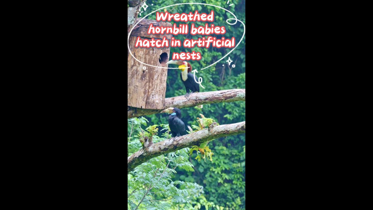 Wreathed hornbills successfully breed in manmade nest boxes