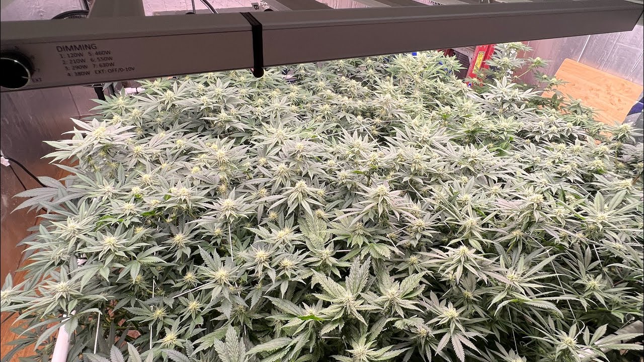 Week 3 of flower, Indoor cannabis grow 2023